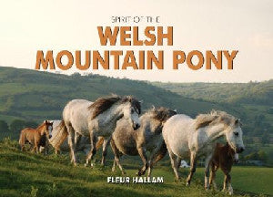 Spirit of the Welsh Mountain Pony