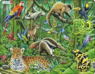 Bywyd Gwyllt y Goedwig Law / Wildlife of the Rainforest