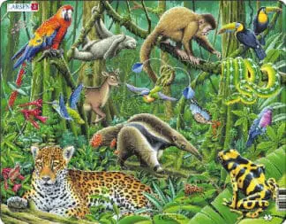 Bywyd Gwyllt y Goedwig Law / Wildlife of the Rainforest