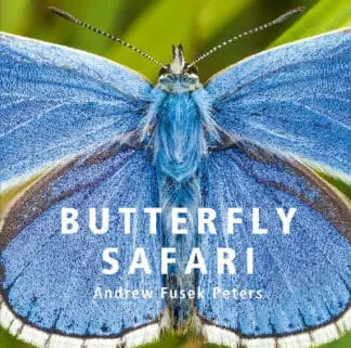 Butterfly Safari