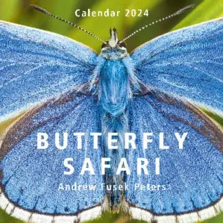 Butterfly Safari Calendar 2024