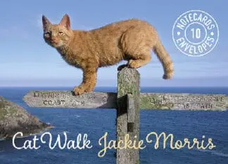 Cat Walk Notecards